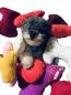 Preview: Kuschelknochen